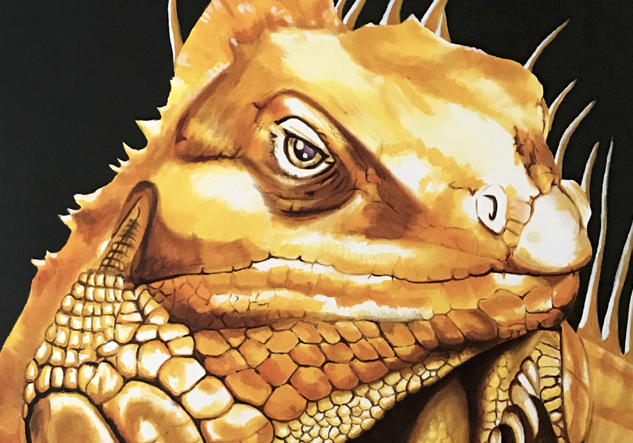 Iguane-Regard